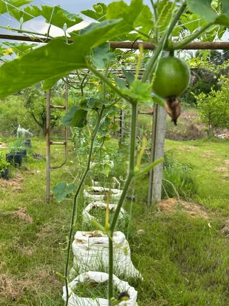 Agricultural Land for Sale in Serendah (Rawang) - Daniel Leong - Garden - PropertyGuru.com.my