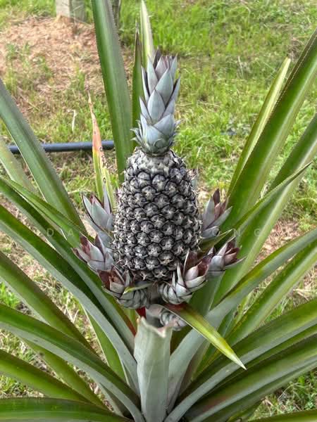 Agricultural Land for Sale in Serendah (Rawang) - Daniel Leong - PropertyGuru.com.my