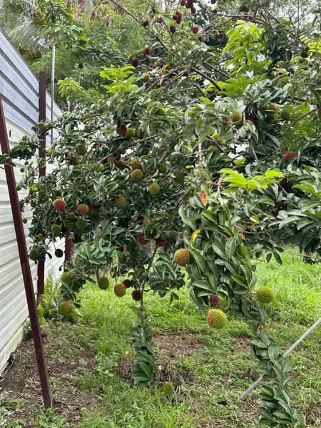 Agricultural Land for Sale in Serendah (Rawang) - Daniel Leong - Garden - PropertyGuru.com.my