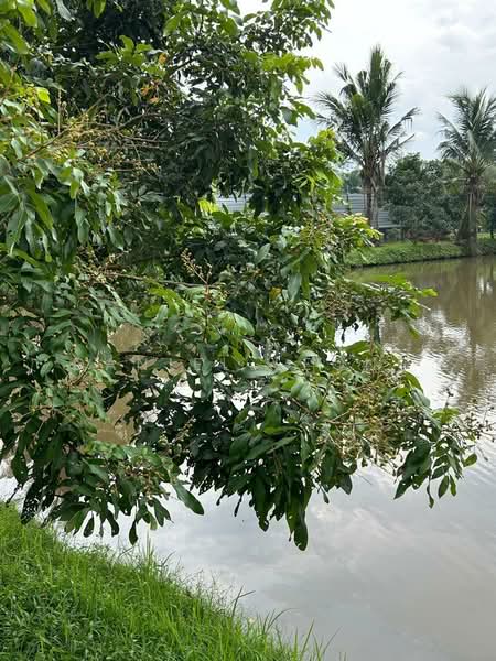 Agricultural Land for Sale in Serendah (Rawang) - Daniel Leong - Exterior - PropertyGuru.com.my