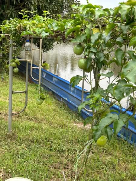 Agricultural Land for Sale in Serendah (Rawang) - Daniel Leong - Exterior - PropertyGuru.com.my