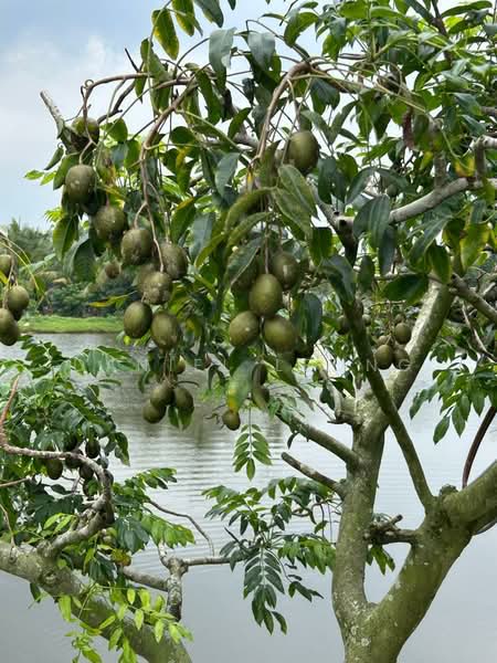 Agricultural Land for Sale in Serendah (Rawang) - Daniel Leong - Exterior - PropertyGuru.com.my