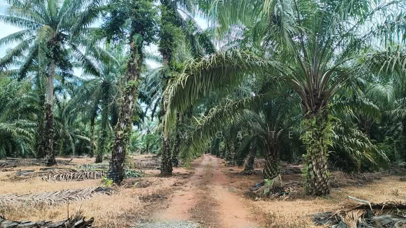 For Sale - 15 Acre Agriculture Land At Pulai Sebatang,Pontian