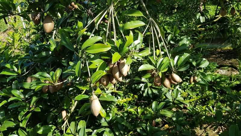 Pahang Durian Investment Farm untuk Untuk Dijual - RM 8,800,000, Mac 2026 - Exterior - PropertyGuru.com.my