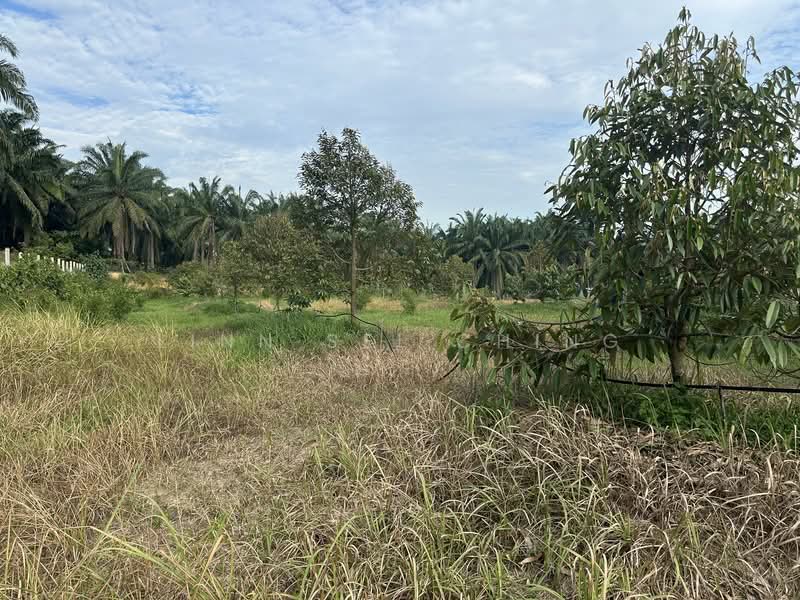 Tanah Pertanian untuk Dijual di Kampung Machap Umboo (Malaka Pindah) - Ching Linn Sei - Exterior - PropertyGuru.com.my