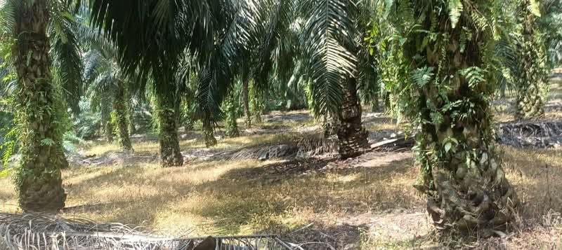 Felda Taib Andak untuk Untuk Dijual - RM 3,600,000, Mac 2026 - Exterior - PropertyGuru.com.my