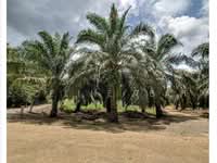 For Sale - Sandakan Estate Palm Oil Plantation Large Estate Agriculture Land
