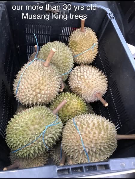 Agricultural Land for Sale in Raub (Pahang) - Aw Qi Fan - PropertyGuru.com.my