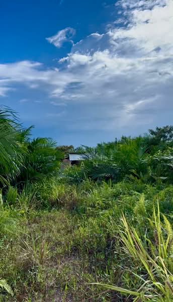 Agricultural Land for Sale in Parit Sikom (Pontian) - Jessie Tan - Exterior - PropertyGuru.com.my