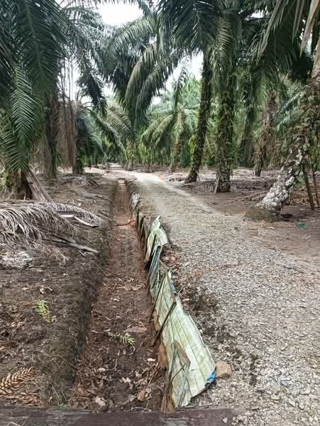 Agricultural Land for Sale in Telok Kerang (Kukup) - Jessie Tan - Exterior - PropertyGuru.com.my
