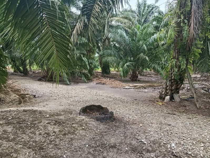 Agricultural Land for Sale in Telok Kerang (Kukup) - Jessie Tan - Exterior - PropertyGuru.com.my