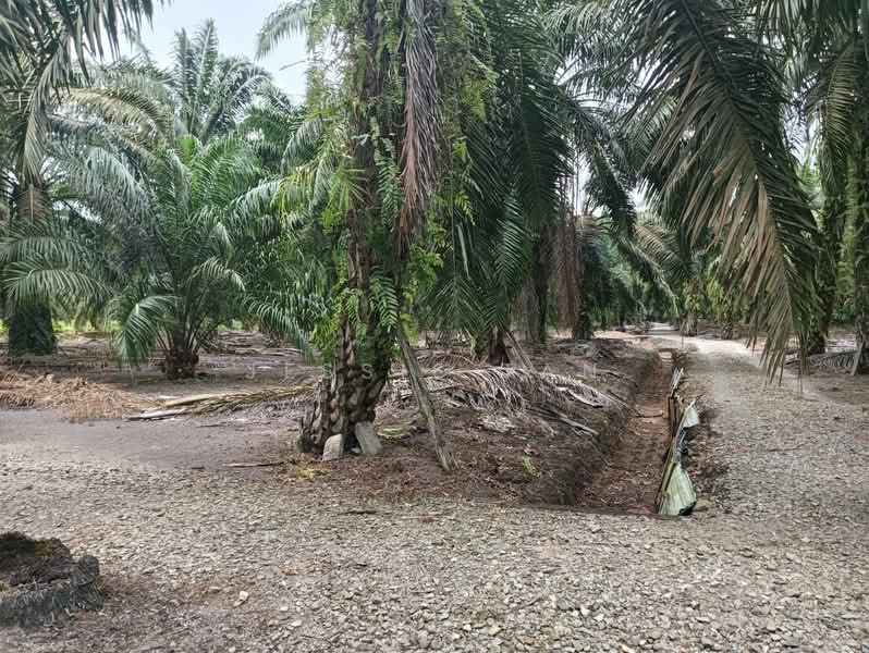 Agricultural Land for Sale in Telok Kerang (Kukup) - Jessie Tan - Exterior - PropertyGuru.com.my