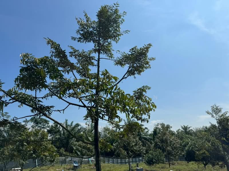 Agricultural Land for Sale in Pekan Nanas (Johor) - Jessie Tan - Exterior - PropertyGuru.com.my