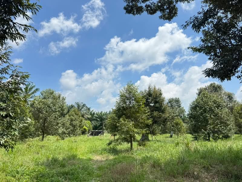 Agricultural Land for Sale in Pekan Nanas (Johor) - Jessie Tan - Garden - PropertyGuru.com.my