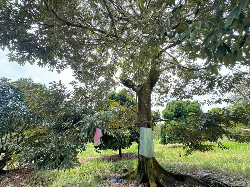 Agricultural Land for Sale in Pekan Nanas (Johor) - Jessie Tan - Exterior - PropertyGuru.com.my