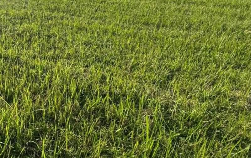 Bungalow Land for Sale in Leisure Farm (Gelang Patah) - Serene Teh - PropertyGuru.com.my