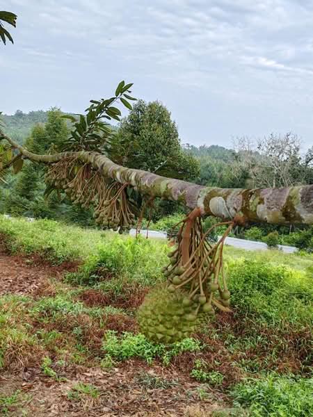 Agricultural Land for Sale in Yong Peng (Johor) - Victor Lim - PropertyGuru.com.my