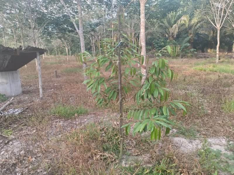 Rubber & Durian Farm, 6.5 acres, Jln Kg. Chemomoi, 28310 Triang, Pahang untuk Untuk Dijual - RM 591,770, Apr 2026 - Garden - PropertyGuru.com.my