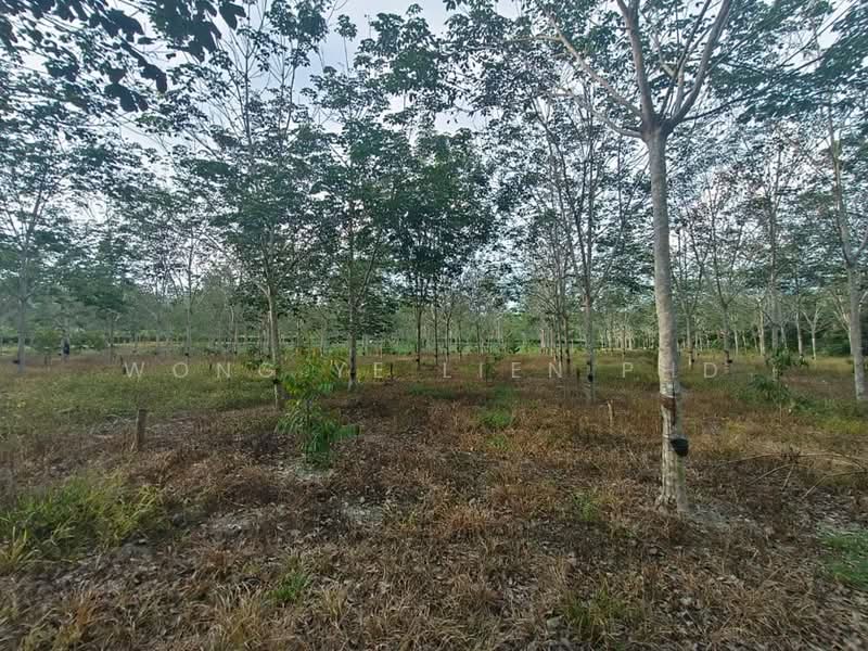 Rubber & Durian Farm, 6.5 acres, Jln Kg. Chemomoi, 28310 Triang, Pahang untuk Untuk Dijual - RM 591,770, Apr 2026 - Exterior - PropertyGuru.com.my
