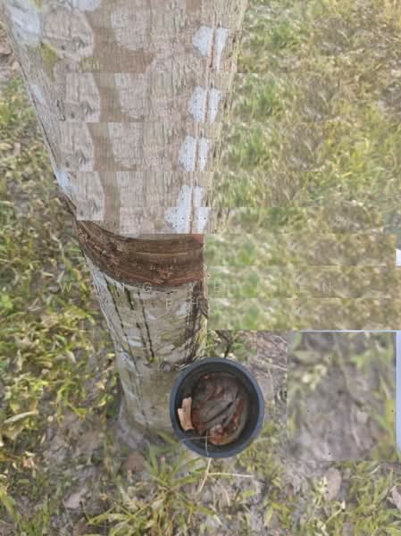 Rubber & Durian Farm, 6.5 acres, Jln Kg. Chemomoi, 28310 Triang, Pahang untuk Untuk Dijual - RM 591,770, Apr 2026 - PropertyGuru.com.my