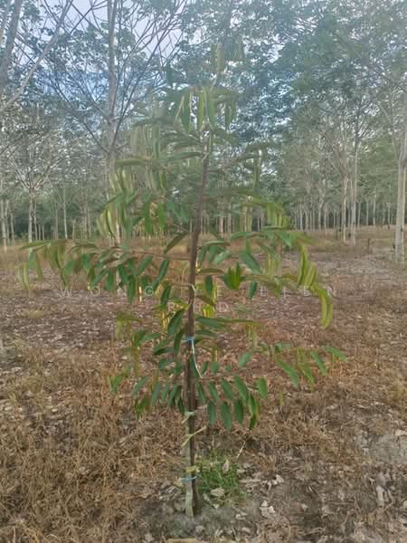 Rubber & Durian Farm, 6.5 acres, Jln Kg. Chemomoi, 28310 Triang, Pahang untuk Untuk Dijual - RM 591,770, Apr 2026 - Exterior - PropertyGuru.com.my