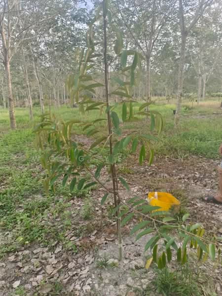 Rubber & Durian Farm, 6.5 acres, Jln Kg. Chemomoi, 28310 Triang, Pahang untuk Untuk Dijual - RM 591,770, Apr 2026 - Exterior - PropertyGuru.com.my