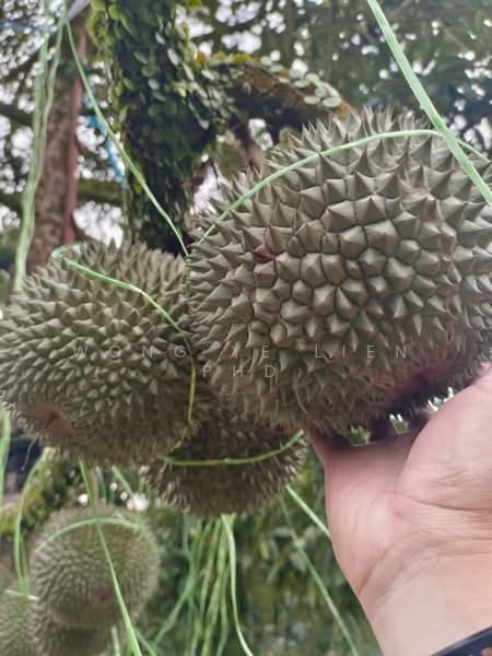 Rubber & Durian Farm, 6.5 acres, Jln Kg. Chemomoi, 28310 Triang, Pahang untuk Untuk Dijual - RM 591,770, Apr 2026 - PropertyGuru.com.my