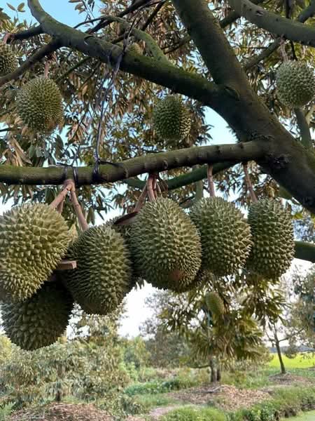 Agricultural Land for Sale in Raub (Pahang) - BK Sia - Exterior - PropertyGuru.com.my