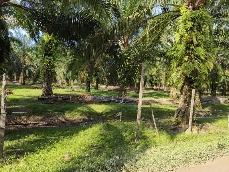Agricultural Land for Sale in Tanjung Sepat (Tanjong Sepat) - Michael Ooi - Garden - PropertyGuru.com.my