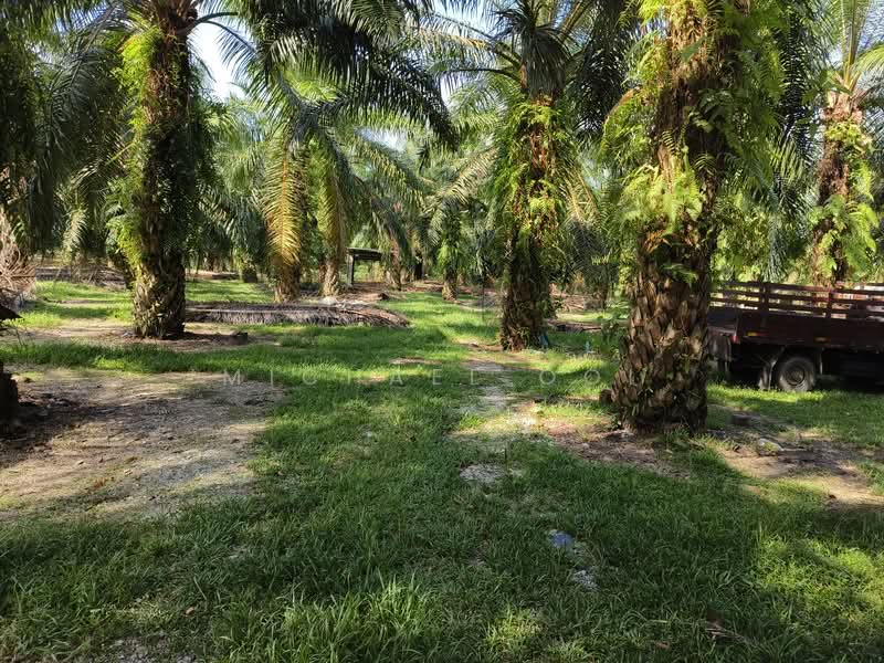 Agricultural Land for Sale in Tanjung Sepat (Tanjong Sepat) - Michael Ooi - Exterior - PropertyGuru.com.my