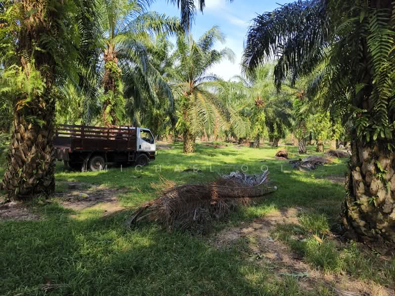 Agricultural Land for Sale in Tanjung Sepat (Tanjong Sepat) - Michael Ooi - Exterior - PropertyGuru.com.my