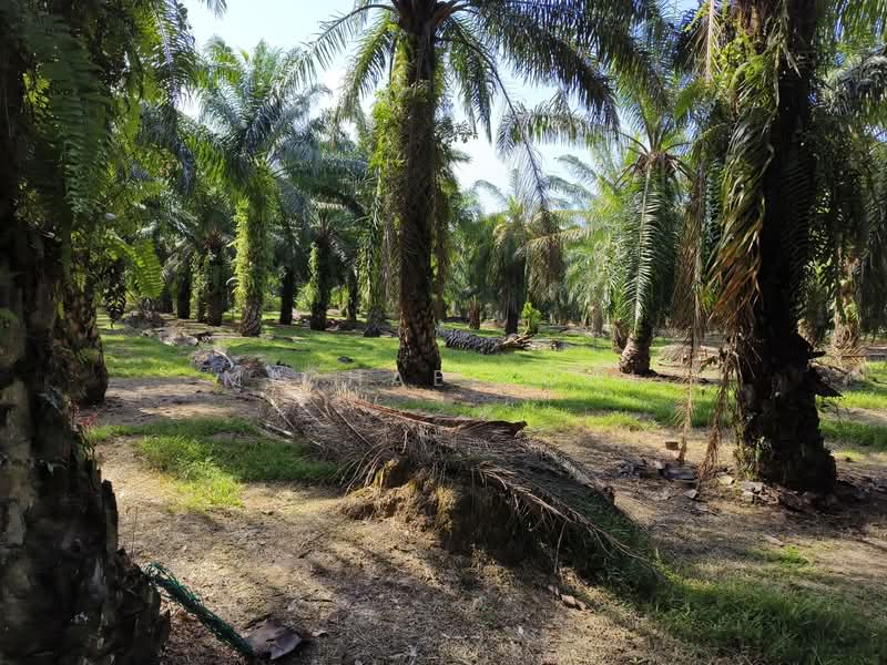Agricultural Land for Sale in Tanjung Sepat (Tanjong Sepat) - Michael Ooi - Exterior - PropertyGuru.com.my