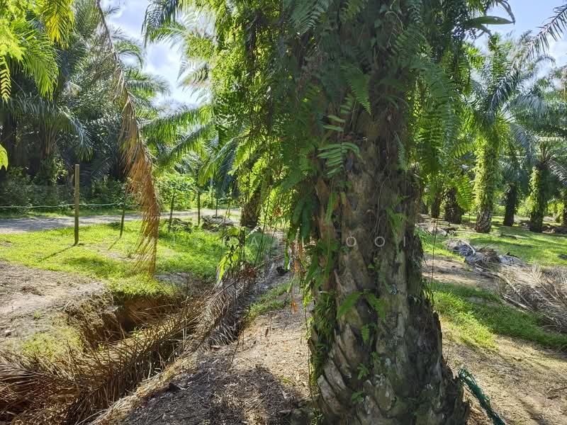 Agricultural Land for Sale in Tanjung Sepat (Tanjong Sepat) - Michael Ooi - Exterior - PropertyGuru.com.my