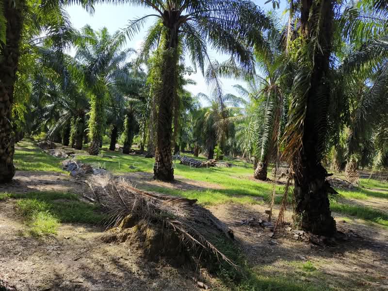 Agricultural Land for Sale in Tanjung Sepat (Tanjong Sepat) - Michael Ooi - Exterior - PropertyGuru.com.my