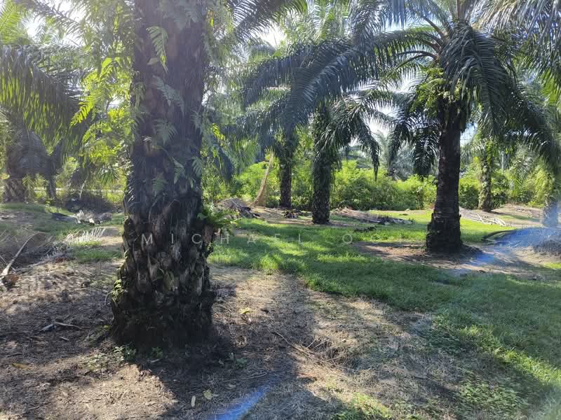 Agricultural Land for Sale in Tanjung Sepat (Tanjong Sepat) - Michael Ooi - Exterior - PropertyGuru.com.my