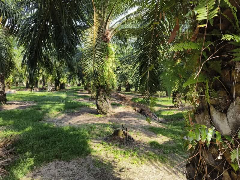Agricultural Land for Sale in Tanjung Sepat (Tanjong Sepat) - Michael Ooi - Garden - PropertyGuru.com.my