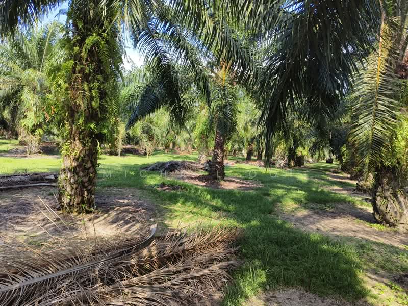 Agricultural Land for Sale in Tanjung Sepat (Tanjong Sepat) - Michael Ooi - Exterior - PropertyGuru.com.my