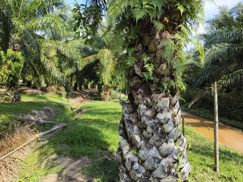 Agricultural Land for Sale in Tanjung Sepat (Tanjong Sepat) - Michael Ooi - Exterior - PropertyGuru.com.my