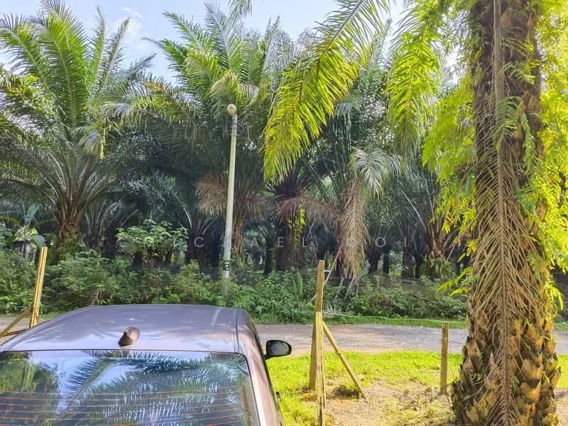 Agricultural Land for Sale in Tanjung Sepat (Tanjong Sepat) - Michael Ooi - Exterior - PropertyGuru.com.my