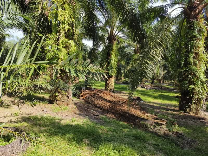 Agricultural Land for Sale in Tanjung Sepat (Tanjong Sepat) - Michael Ooi - Exterior - PropertyGuru.com.my