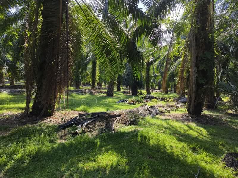 Agricultural Land for Sale in Tanjung Sepat (Tanjong Sepat) - Michael Ooi - Garden - PropertyGuru.com.my
