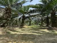 For Sale - Machap To Ayer Hitam 8.5 Acres Land