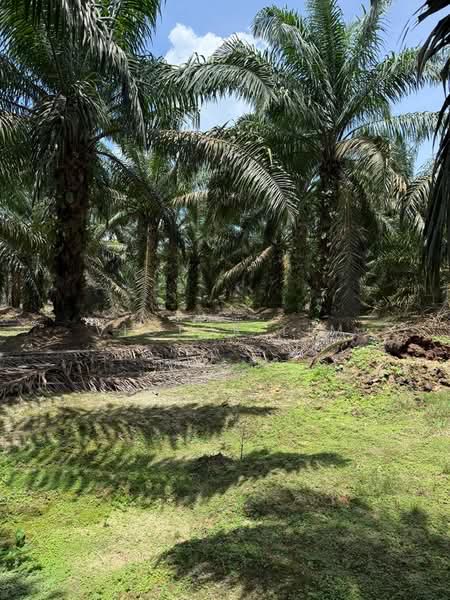 Agricultural Land for Sale in Ayer Hitam (Johor) - Victor Lim - Garden - PropertyGuru.com.my