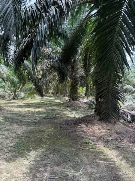 Agricultural Land for Sale in Ayer Hitam (Johor) - Victor Lim - PropertyGuru.com.my