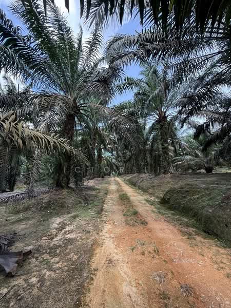 Agricultural Land for Sale in Ayer Hitam (Johor) - Victor Lim - PropertyGuru.com.my