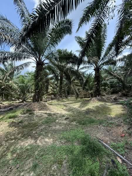 Agricultural Land for Sale in Ayer Hitam (Johor) - Victor Lim - PropertyGuru.com.my