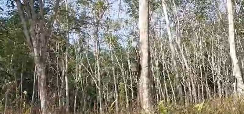 Untuk Dijual - Rubber Trees Farm, 6.13 acres, Jln Kg. Manchis 4, Manchis, 28730 Bentong, Pahang