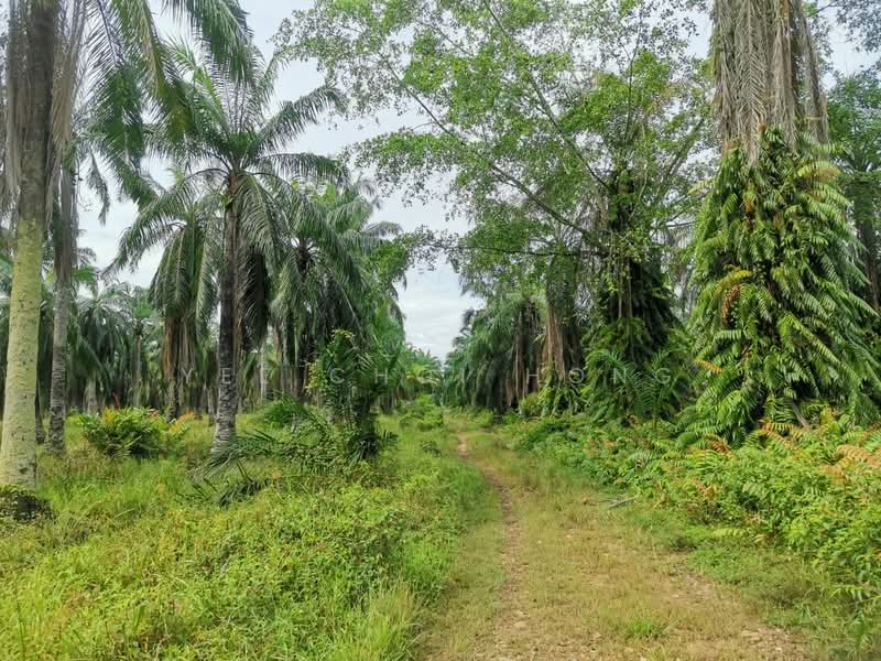 Agricultural Land for Sale in Simpang Ampat (Penang) - Yee Choi Hong - Exterior - PropertyGuru.com.my