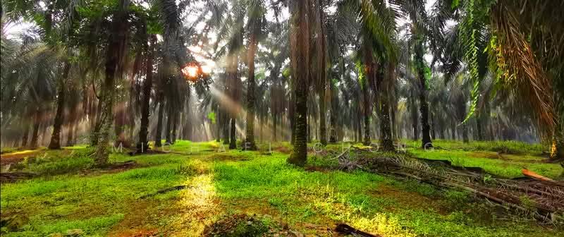 Industrial Land for Sale in Tebrau (Johor) - Michael Chong - Garden - PropertyGuru.com.my