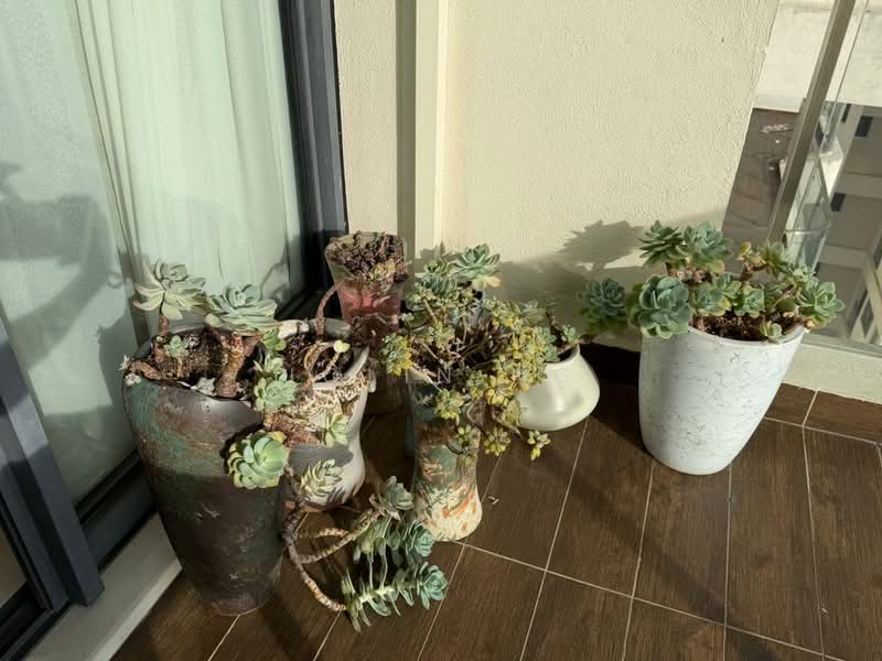 Lovell @ Country Garden Danga Bay untuk Untuk Dijual - RM 1,000,000, Mac 2026 - Balcony - PropertyGuru.com.my